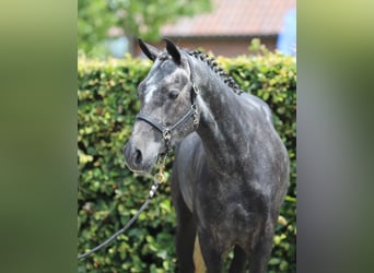 Connemara, Castrone, 3 Anni, 148 cm, Leardo