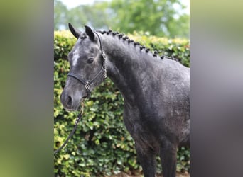 Connemara, Castrone, 3 Anni, 148 cm, Leardo