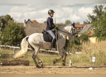 Connemara, Castrone, 3 Anni, 150 cm, Grigio pezzato