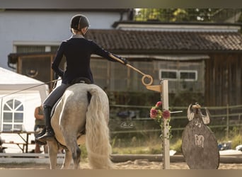 Connemara, Castrone, 3 Anni, 150 cm, Grigio pezzato