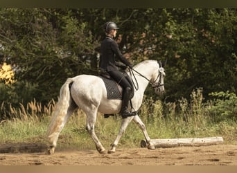 Connemara, Castrone, 3 Anni, 150 cm, Grigio pezzato