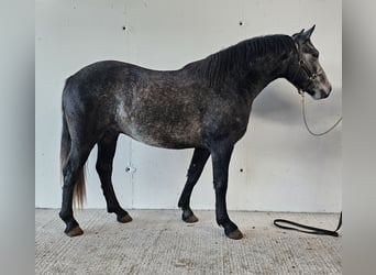 Connemara, Castrone, 3 Anni, 151 cm, Grigio