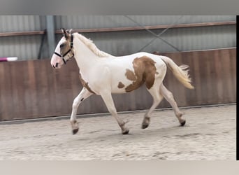 Connemara, Castrone, 3 Anni, 155 cm, Pezzato