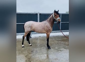 Connemara, Castrone, 4 Anni, 133 cm, Grigio rossastro