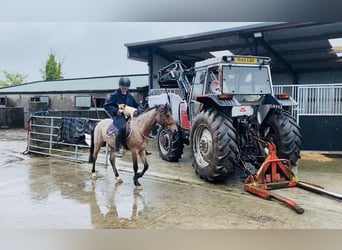 Connemara, Castrone, 4 Anni, 133 cm, Grigio rossastro