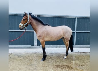 Connemara, Castrone, 4 Anni, 133 cm, Grigio rossastro