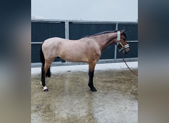 Connemara, Castrone, 4 Anni, 133 cm, Grigio rossastro