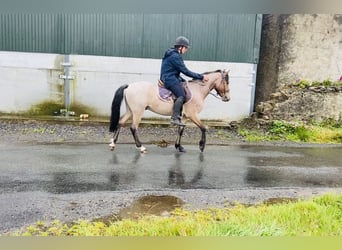 Connemara, Castrone, 4 Anni, 133 cm, Grigio rossastro