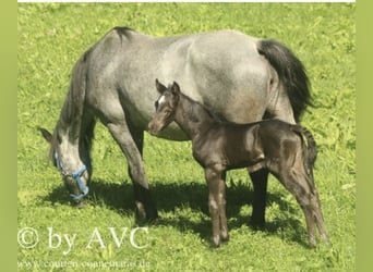 Connemara, Castrone, 4 Anni, 139 cm, Roano blu