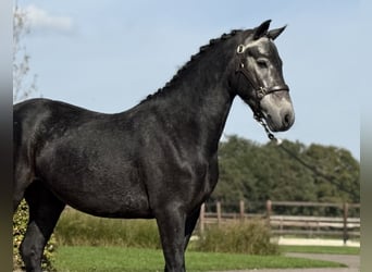 Connemara, Castrone, 4 Anni, 142 cm, Grigio