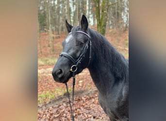 Connemara, Castrone, 4 Anni, 142 cm, Roano blu