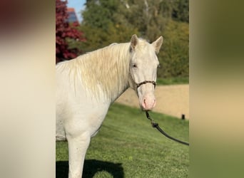 Connemara Mix, Castrone, 4 Anni, 144 cm, Grigio
