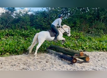Connemara, Castrone, 4 Anni, 145 cm, Cremello