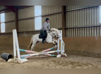 Connemara, Castrone, 4 Anni, 145 cm, Cremello