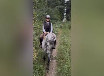 Connemara, Castrone, 4 Anni, 145 cm, Grigio