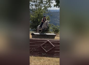 Connemara, Castrone, 4 Anni, 145 cm, Grigio