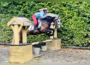 Connemara, Castrone, 4 Anni, 145 cm, Grigio