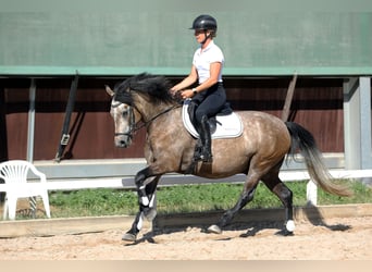 Connemara, Castrone, 4 Anni, 146 cm, Falbo baio