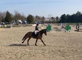 Connemara, Castrone, 4 Anni, 146 cm, Falbo