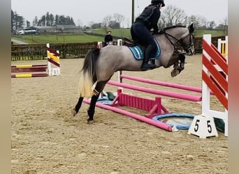 Connemara, Castrone, 4 Anni, 146 cm, Grigio