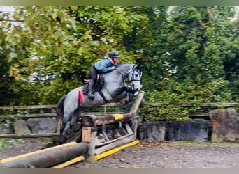 Connemara, Castrone, 4 Anni, 146 cm, Grigio pezzato