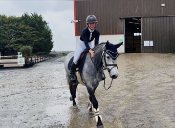 Connemara, Castrone, 4 Anni, 146 cm, Grigio pezzato