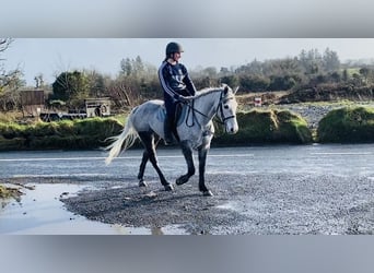 Connemara, Castrone, 4 Anni, 146 cm, Grigio pezzato