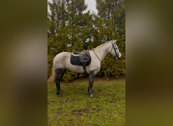 Connemara, Castrone, 4 Anni, 146 cm, Grigio pezzato