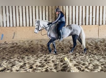 Connemara, Castrone, 4 Anni, 146 cm, Grigio pezzato