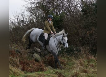 Connemara, Castrone, 4 Anni, 146 cm, Grigio pezzato