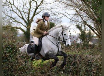 Connemara, Castrone, 4 Anni, 146 cm, Grigio pezzato