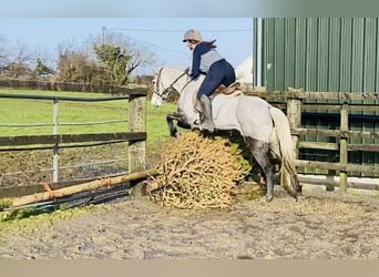 Connemara, Castrone, 4 Anni, 146 cm, Grigio pezzato