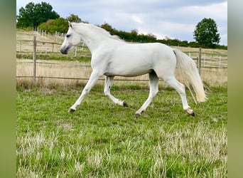 Connemara, Castrone, 4 Anni, 147 cm, Grigio