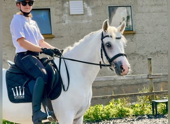 Connemara, Castrone, 4 Anni, 147 cm, Grigio