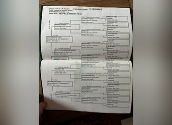 Connemara, Castrone, 4 Anni, 147 cm, Grigio