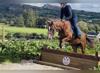Connemara, Castrone, 4 Anni, 148 cm, Grigio ferro