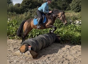 Connemara, Castrone, 4 Anni, 148 cm, Grigio ferro