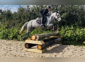 Connemara, Castrone, 4 Anni, 148 cm, Grigio ferro