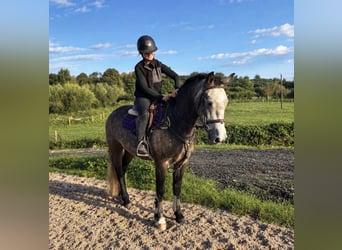 Connemara, Castrone, 4 Anni, 148 cm, Grigio ferro