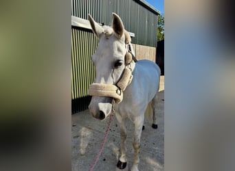 Connemara, Castrone, 4 Anni, 148 cm, Grigio ferro