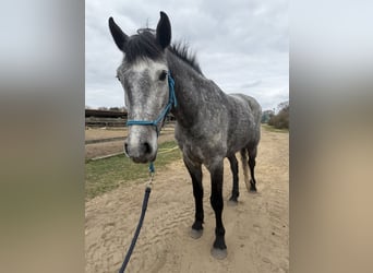 Connemara, Castrone, 4 Anni, 148 cm, Grigio pezzato