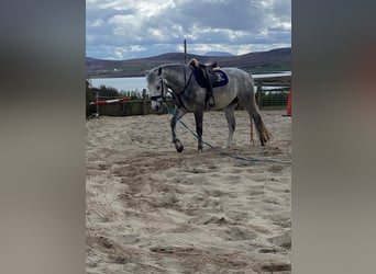 Connemara, Castrone, 4 Anni, 148 cm, Grigio pezzato