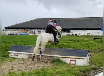 Connemara, Castrone, 4 Anni, 148 cm, Grigio