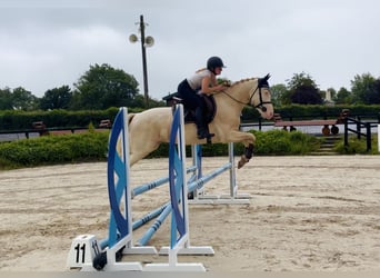 Connemara, Castrone, 4 Anni, 152 cm, Cremello