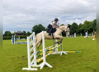 Connemara, Castrone, 4 Anni, 152 cm, Cremello