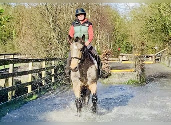 Connemara, Castrone, 4 Anni, 152 cm, Falbo