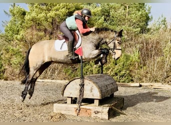 Connemara, Castrone, 4 Anni, 152 cm, Falbo