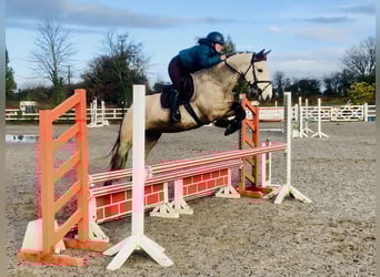 Connemara, Castrone, 4 Anni, 152 cm, Falbo