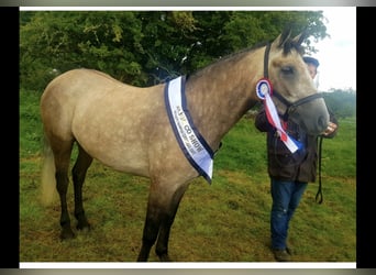 Connemara, Castrone, 4 Anni, 152 cm, Grigio