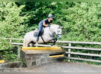 Connemara, Castrone, 4 Anni, 152 cm, Grigio